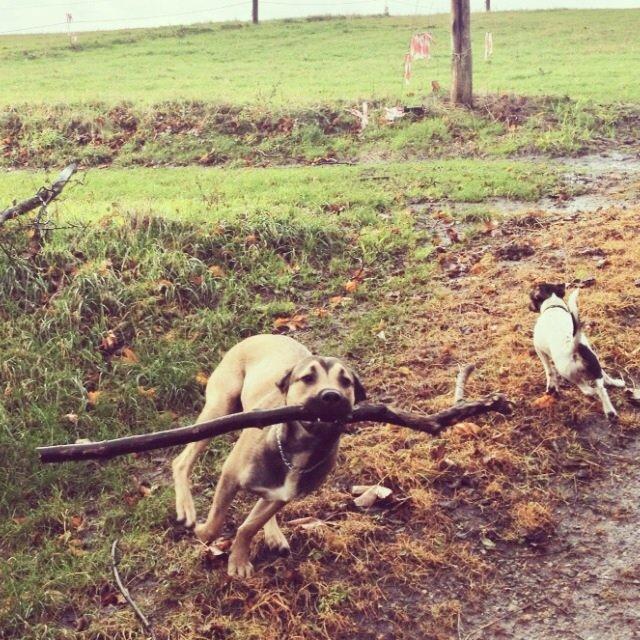 Blanding af racer Teddy billede 4