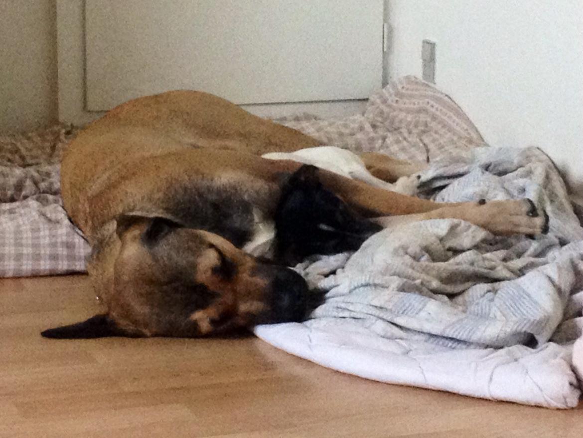 Blanding af racer Teddy billede 5