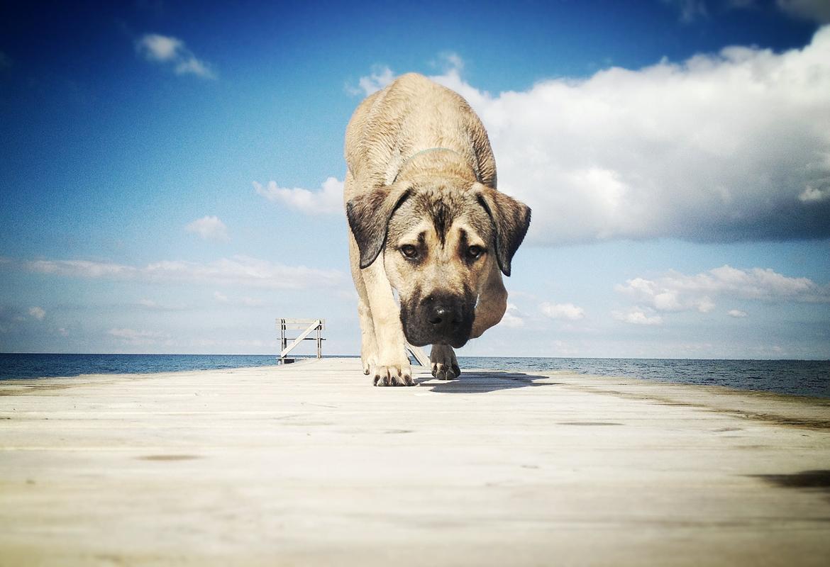 Blanding af racer Teddy billede 6