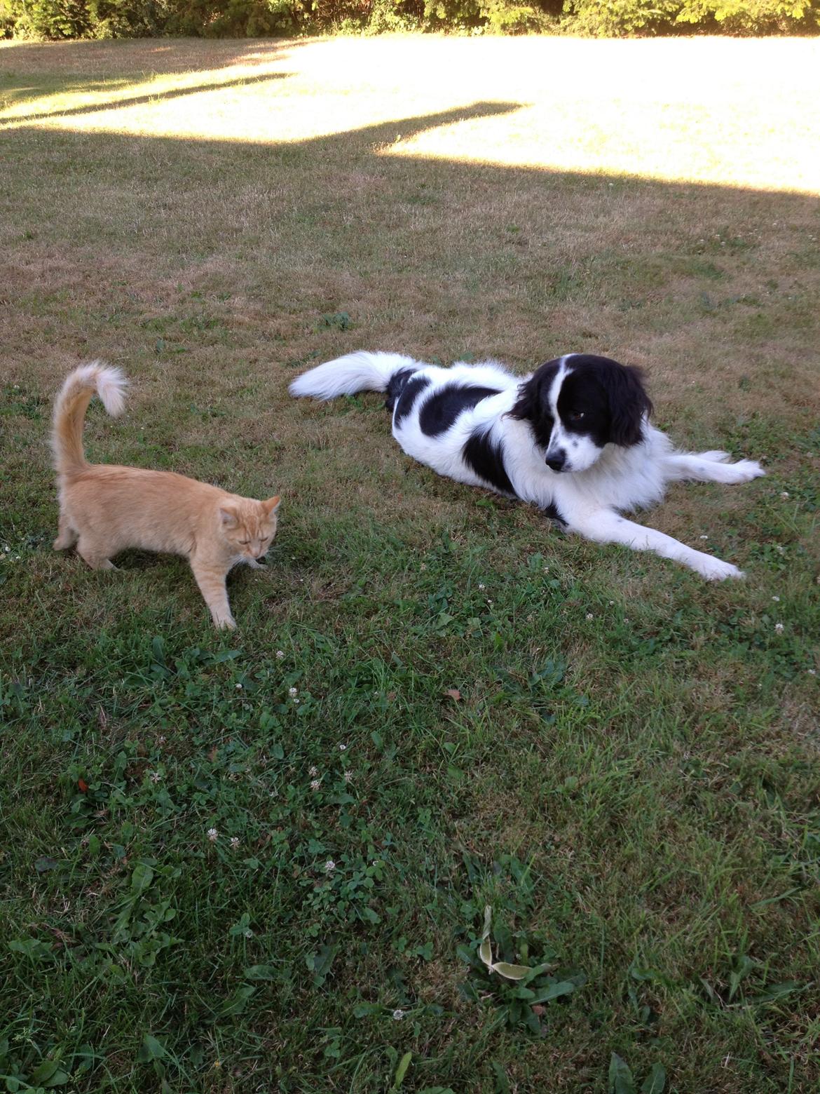 Landseer Kenzo - Katten: "Jeg tror jeg går en anden vej!" :-D billede 8