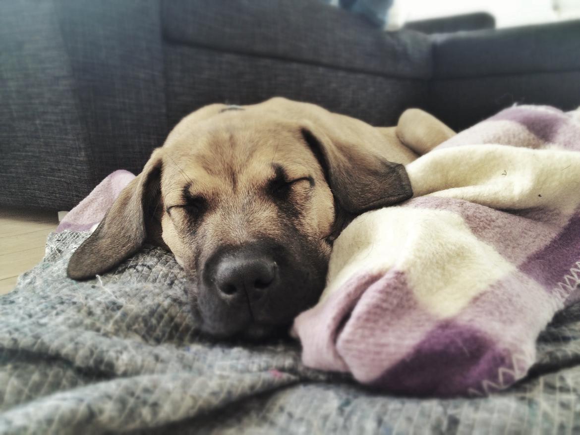 Blanding af racer Teddy billede 8