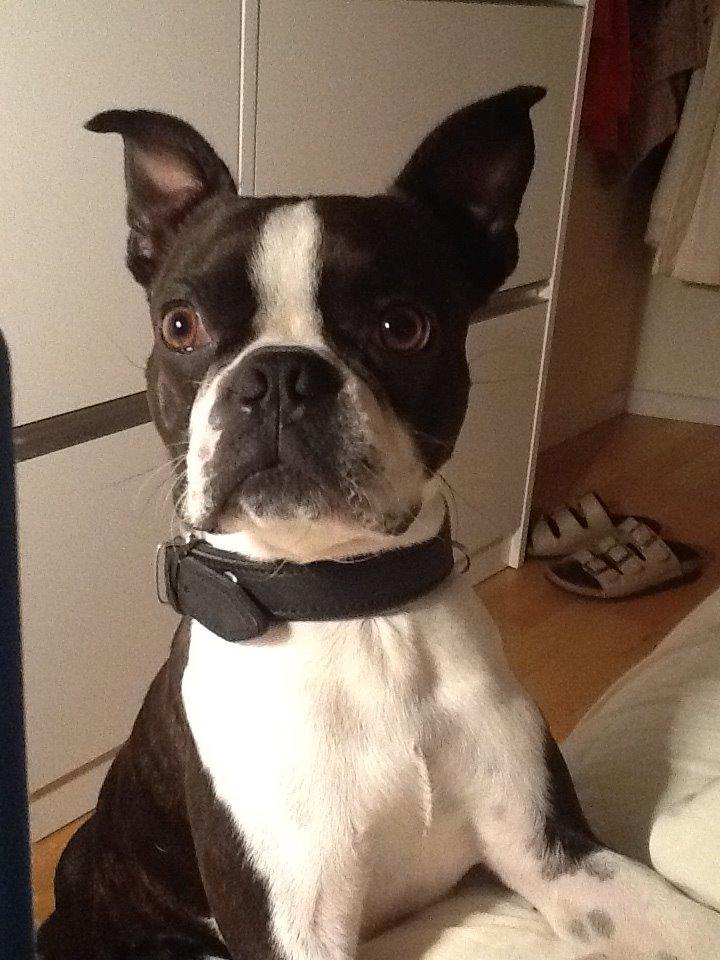 Boston terrier Tyson [Himmelhund] billede 1