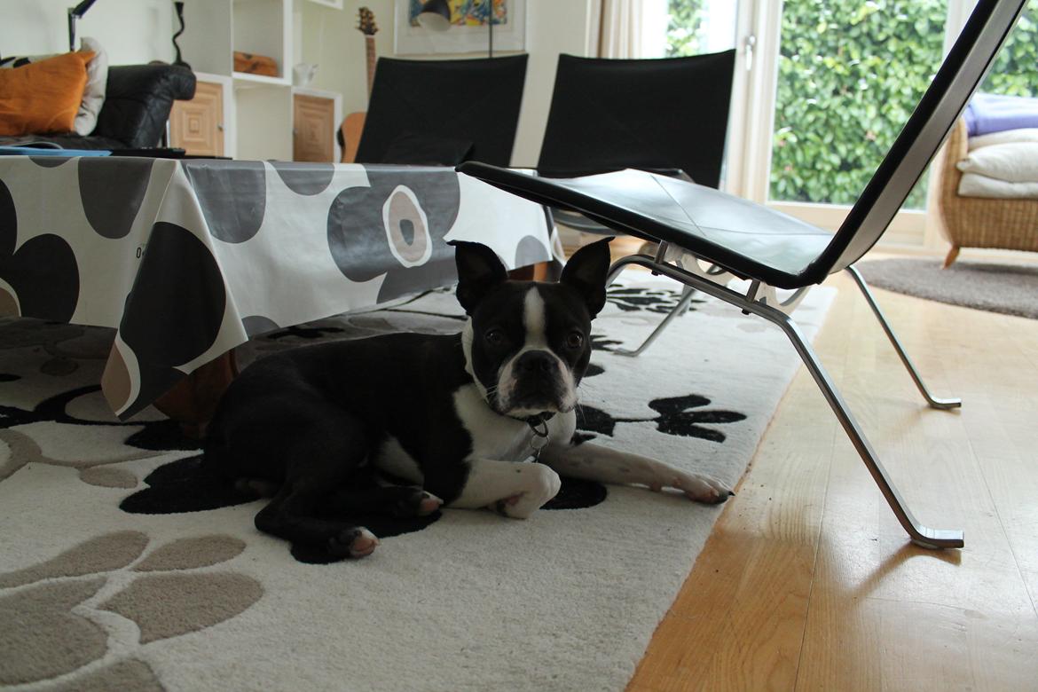 Boston terrier Tyson [Himmelhund] billede 6