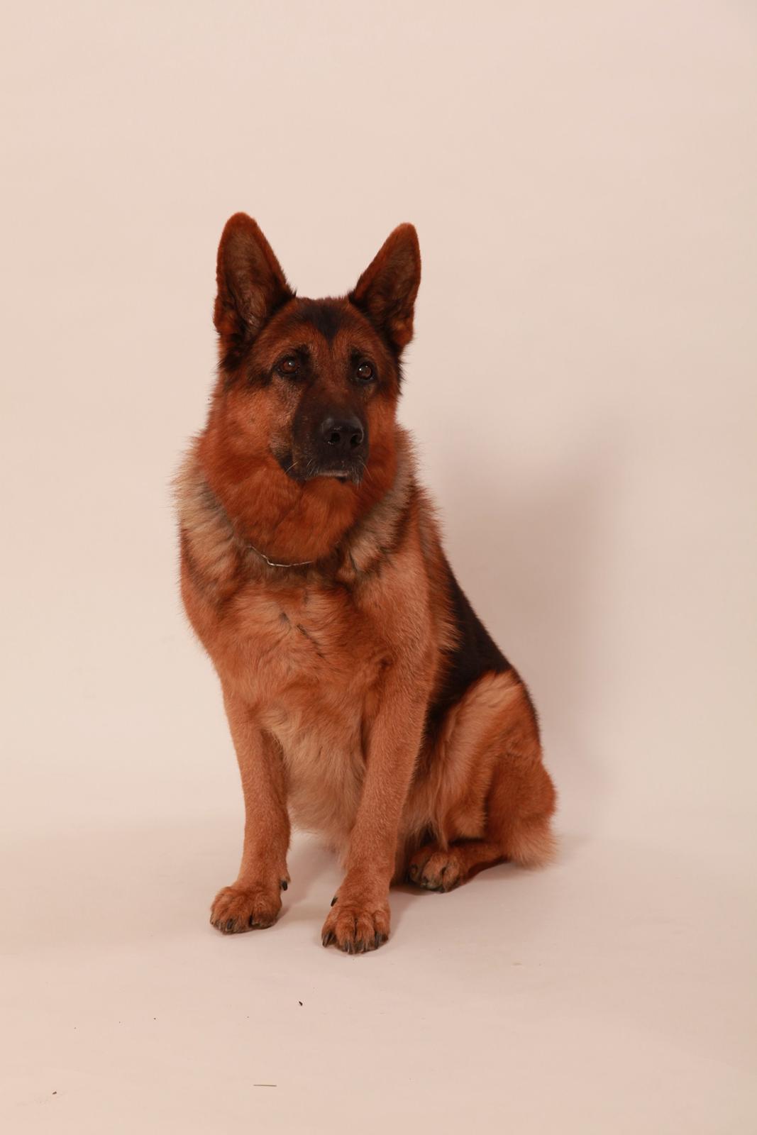 Schæferhund Studsdal Rambo - Rambo 13 år billede 17