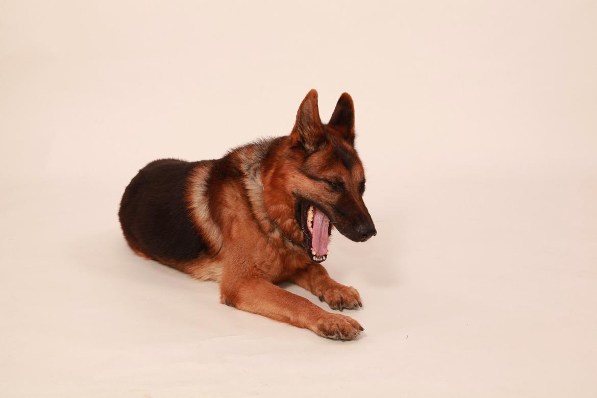 Schæferhund Studsdal Rambo - Det er kedeligt at blive fotograferet !!!!!!!!!! billede 18