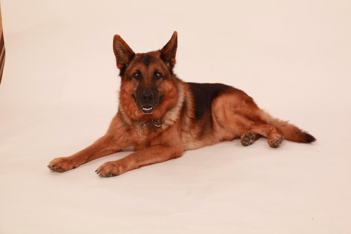 Schæferhund Studsdal Rambo billede 20