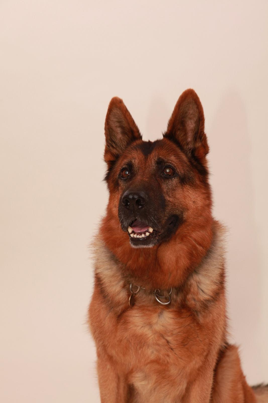 Schæferhund Studsdal Rambo - Rambo 13 år billede 21