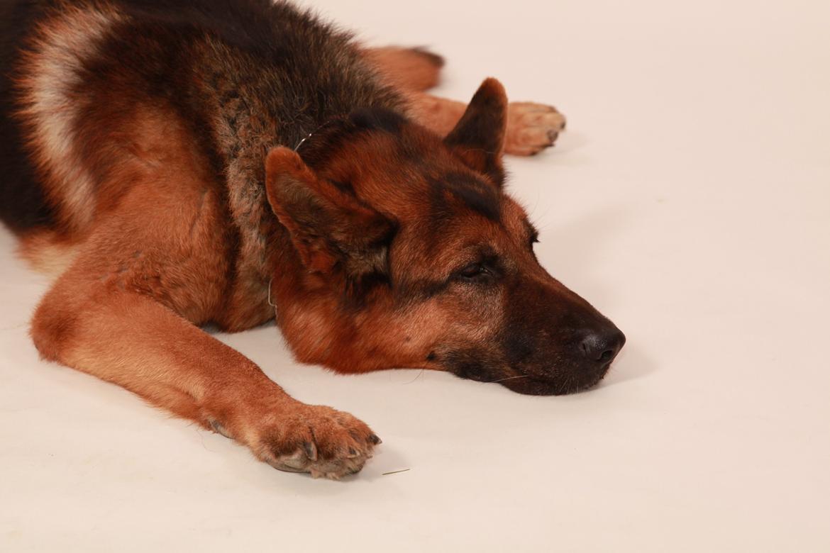 Schæferhund Studsdal Rambo billede 22