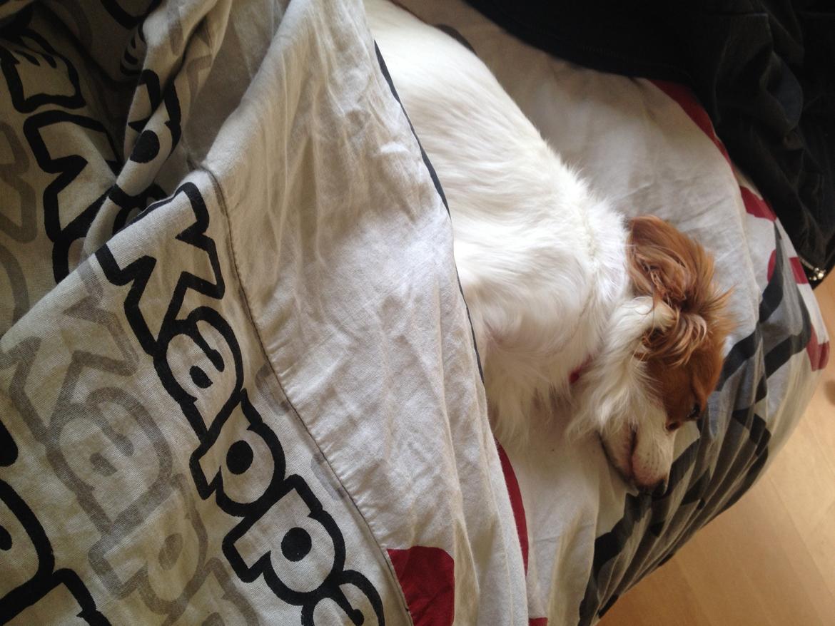 Phalene Diva billede 8