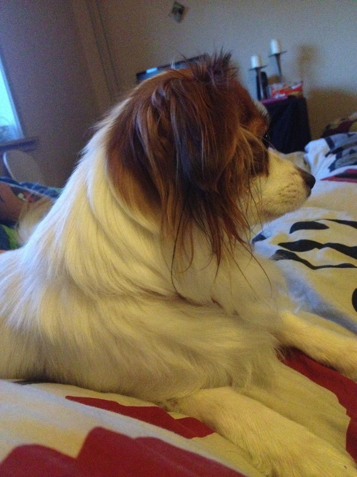 Phalene Diva billede 9