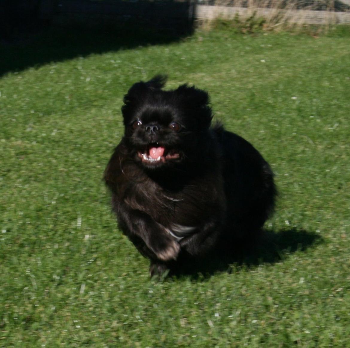 Pekingeser Milas (Elvis) billede 12