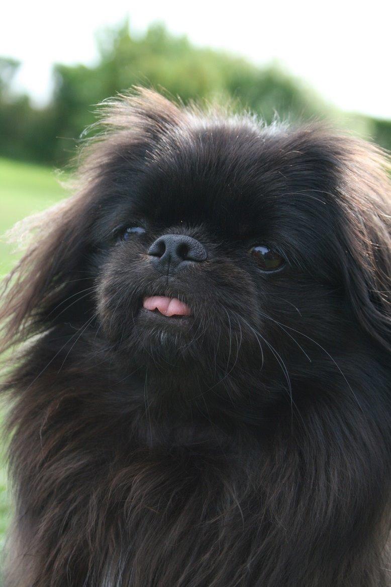 Pekingeser Milas (Elvis) billede 13