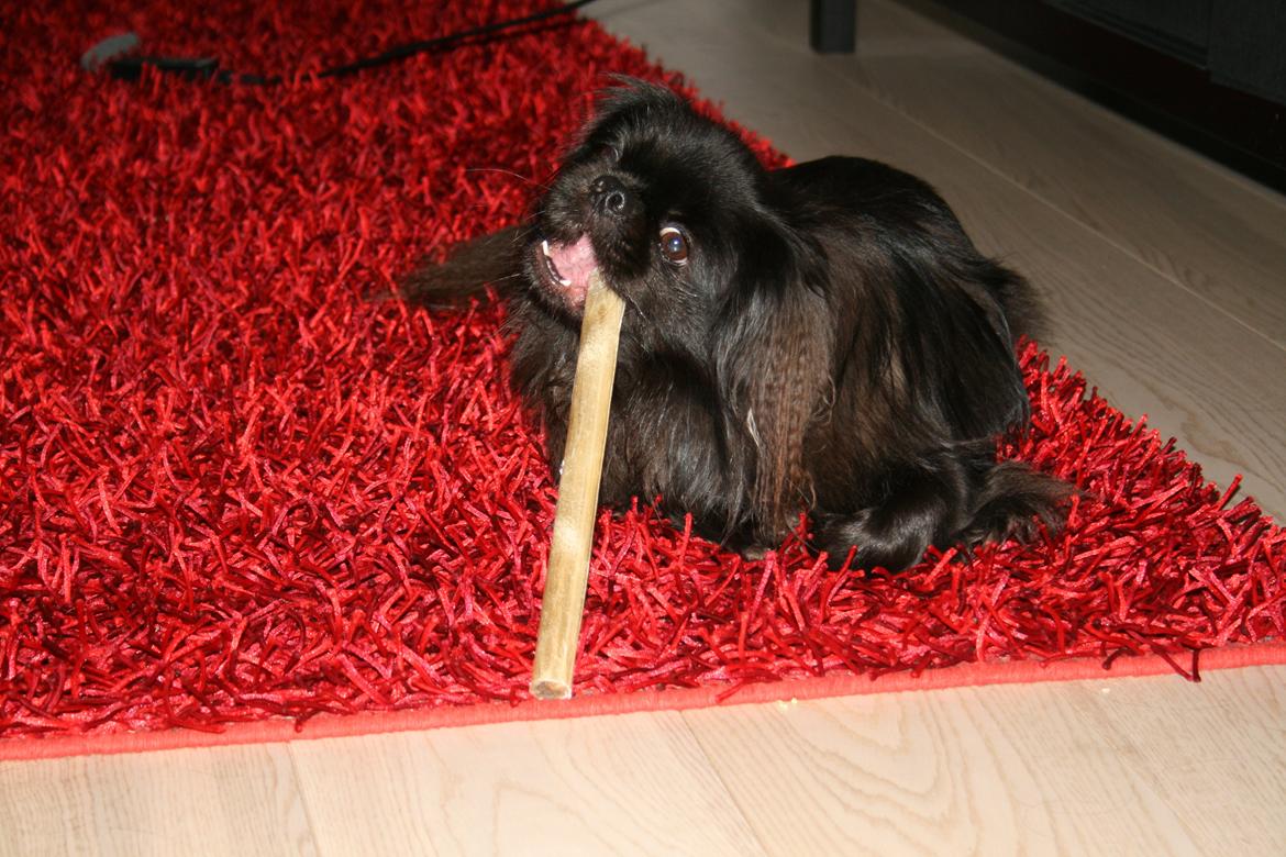 Pekingeser Milas (Elvis) billede 14