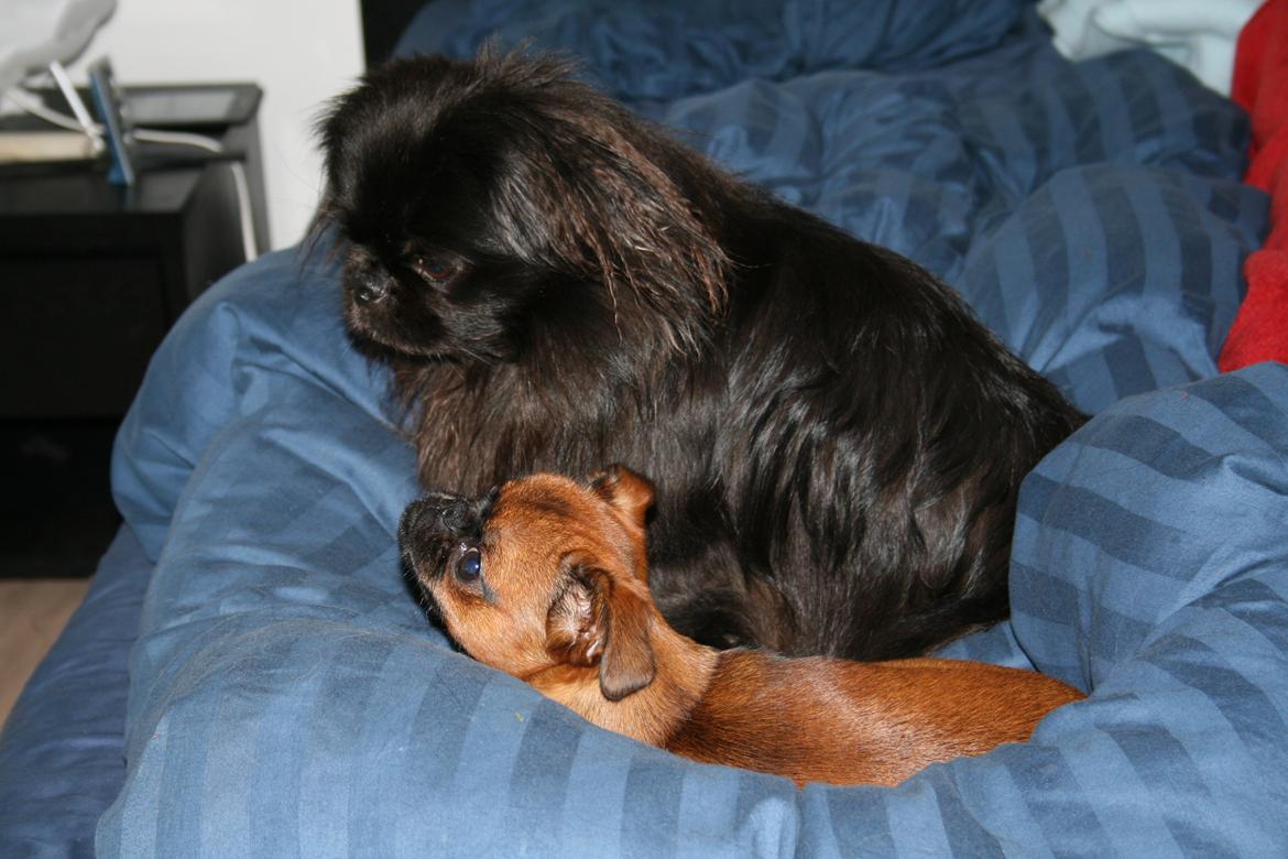 Pekingeser Milas (Elvis) billede 15