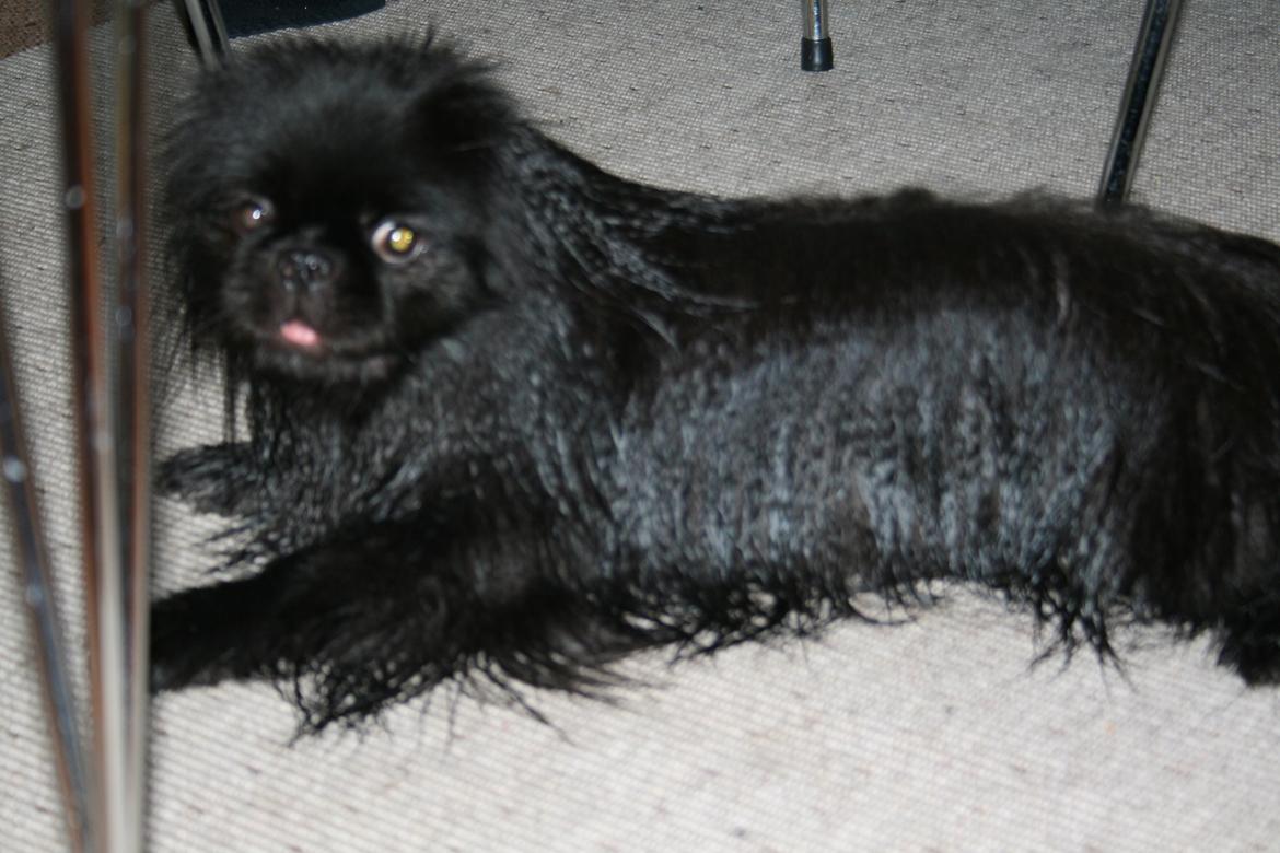 Pekingeser Milas (Elvis) billede 16