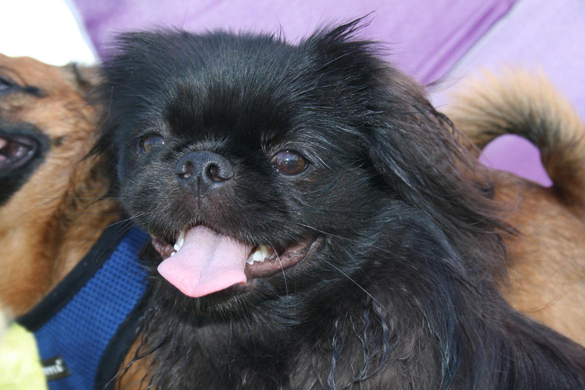 Pekingeser Milas (Elvis) billede 17
