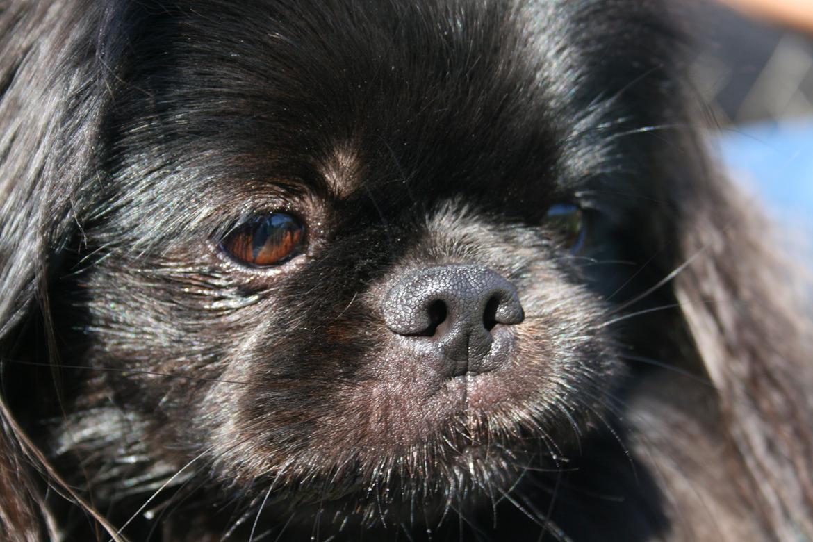 Pekingeser Milas (Elvis) billede 18