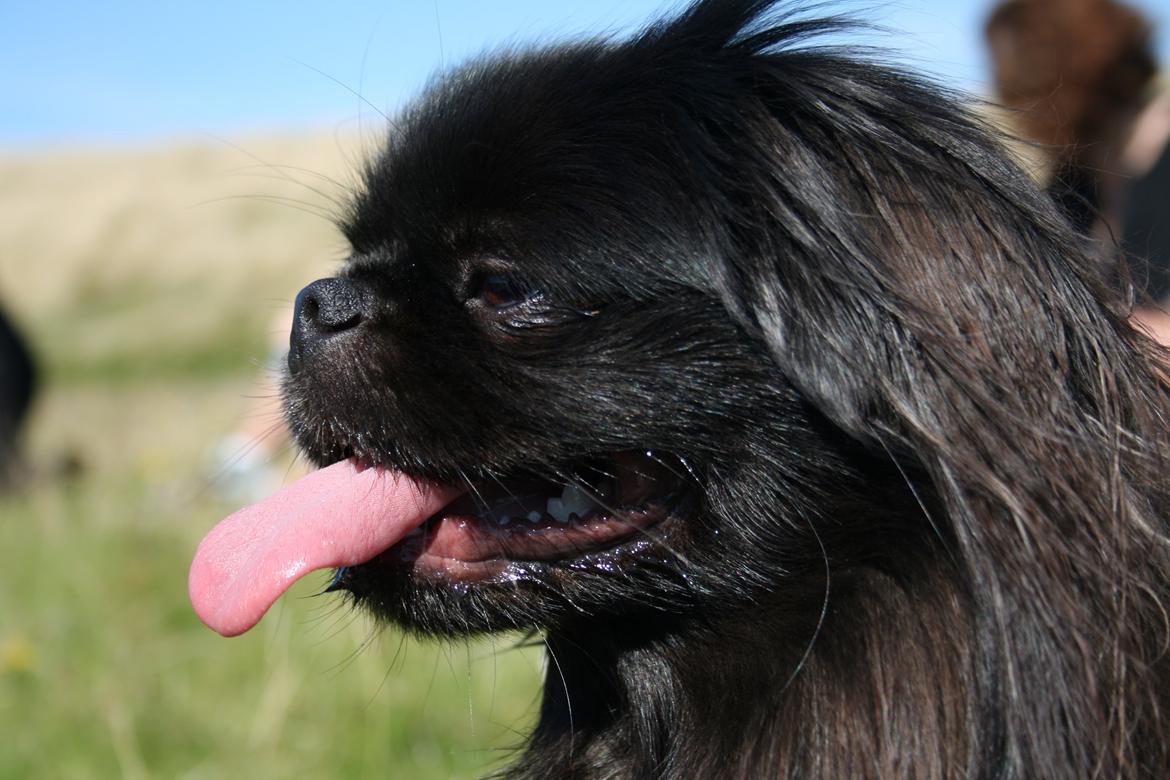 Pekingeser Milas (Elvis) billede 19