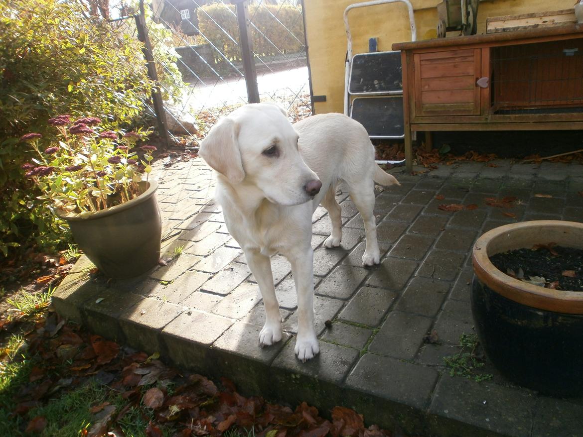 Blanding af racer †Puk† - Nyt :) billede 34