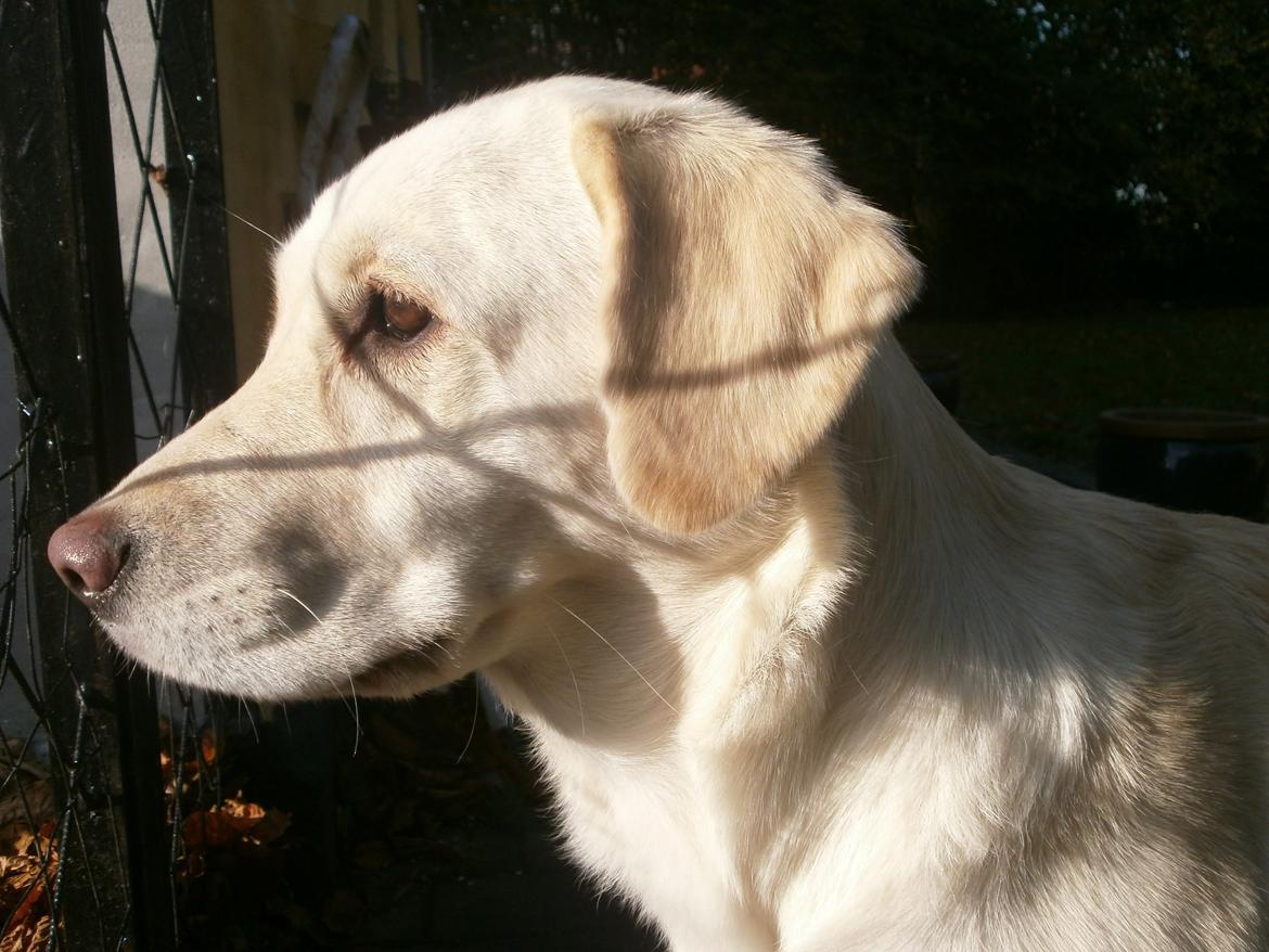 Blanding af racer †Puk† billede 35