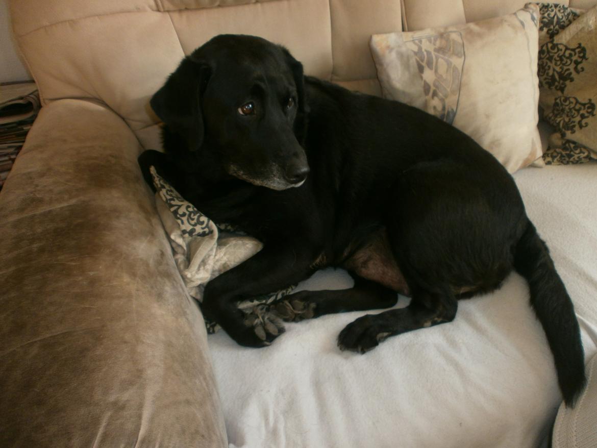 Labrador retriever †.R.I.P June.† 31-01-2014 billede 3