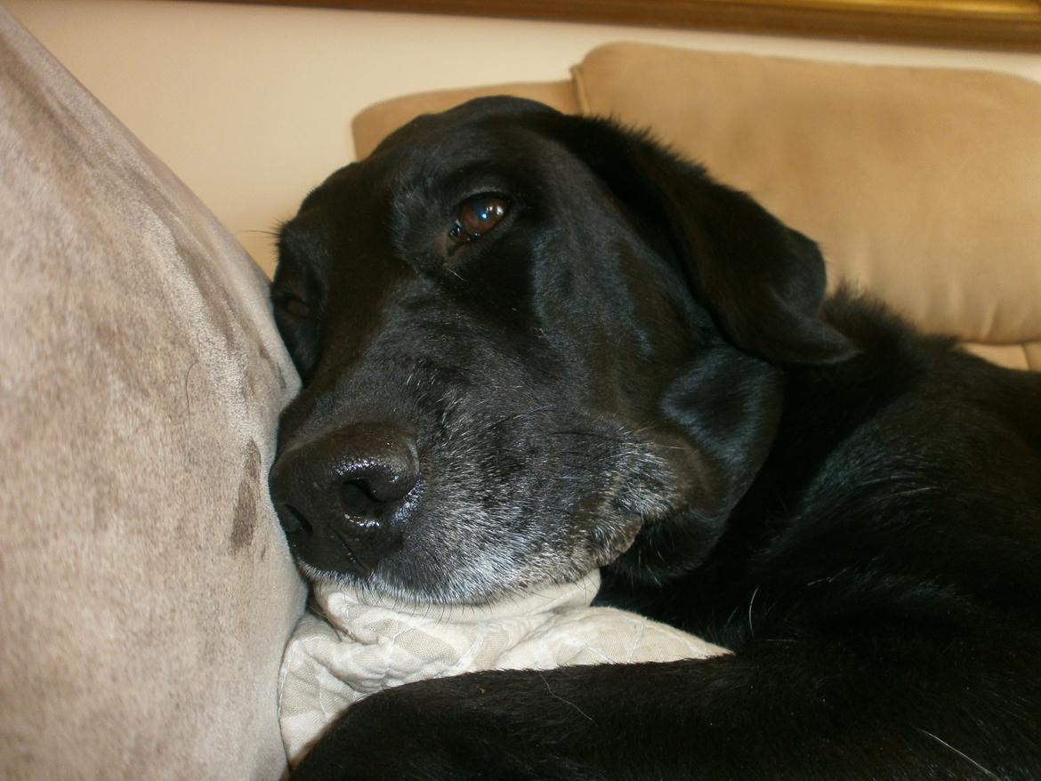 Labrador retriever †.R.I.P June.† 31-01-2014 billede 24