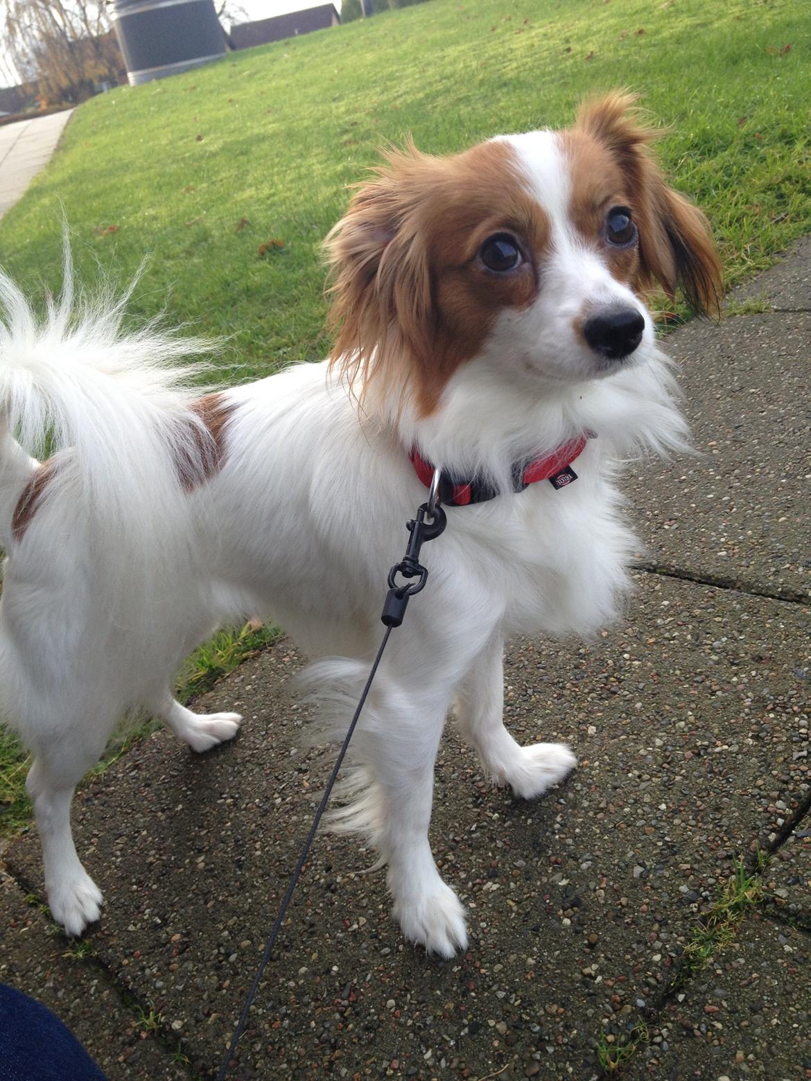 Phalene Diva billede 12