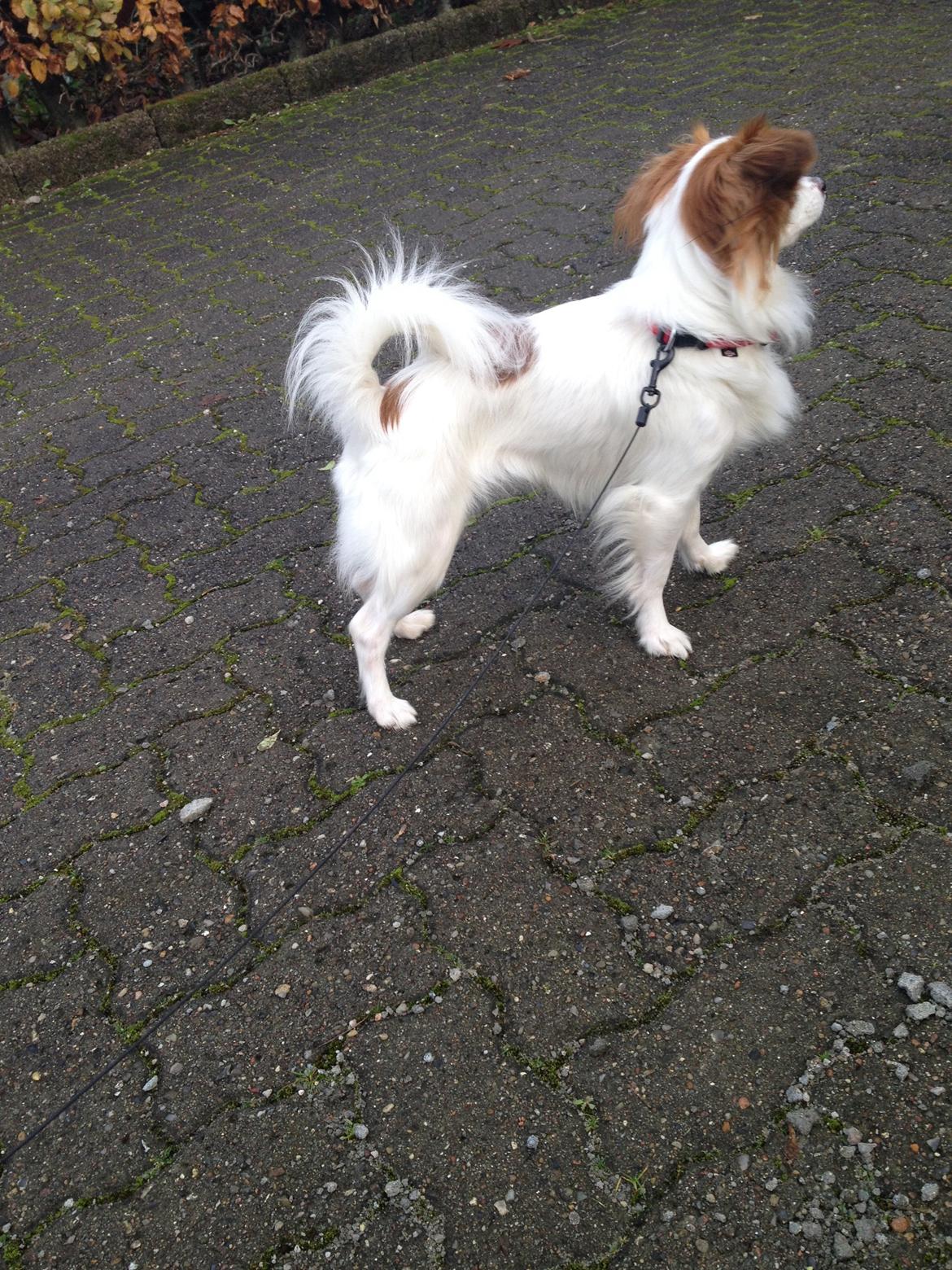 Phalene Diva billede 13