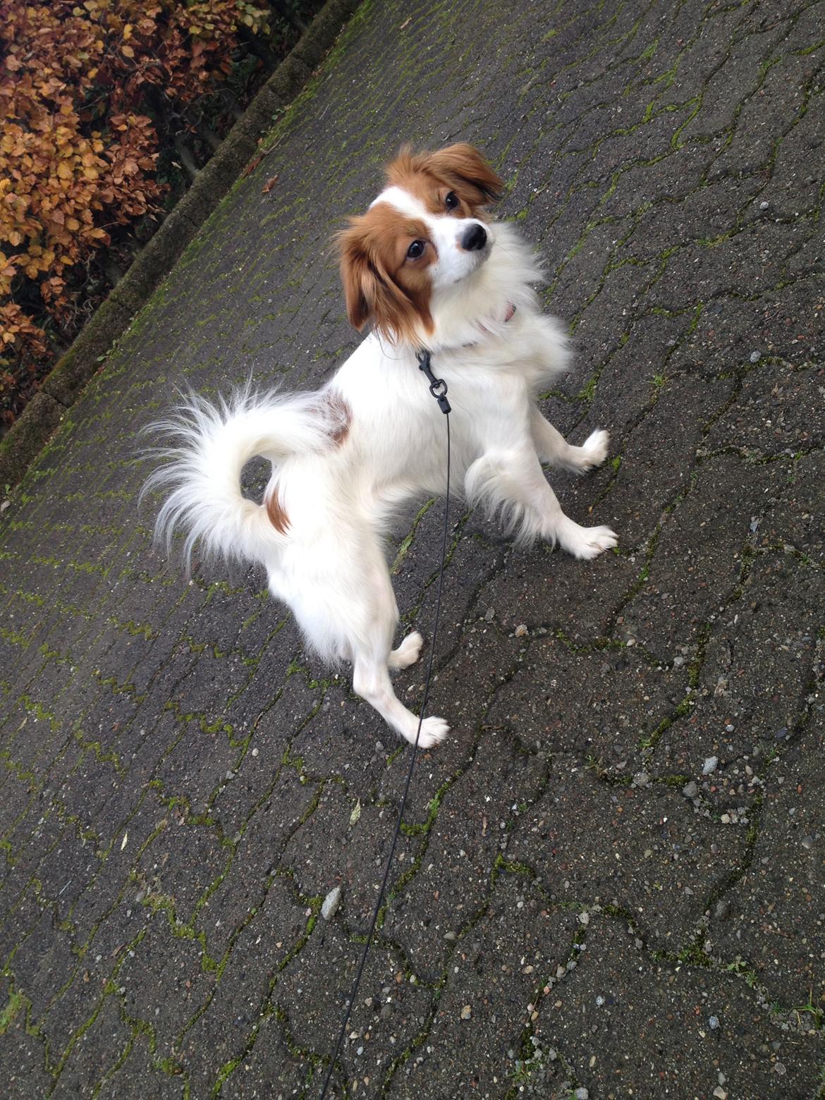 Phalene Diva billede 14