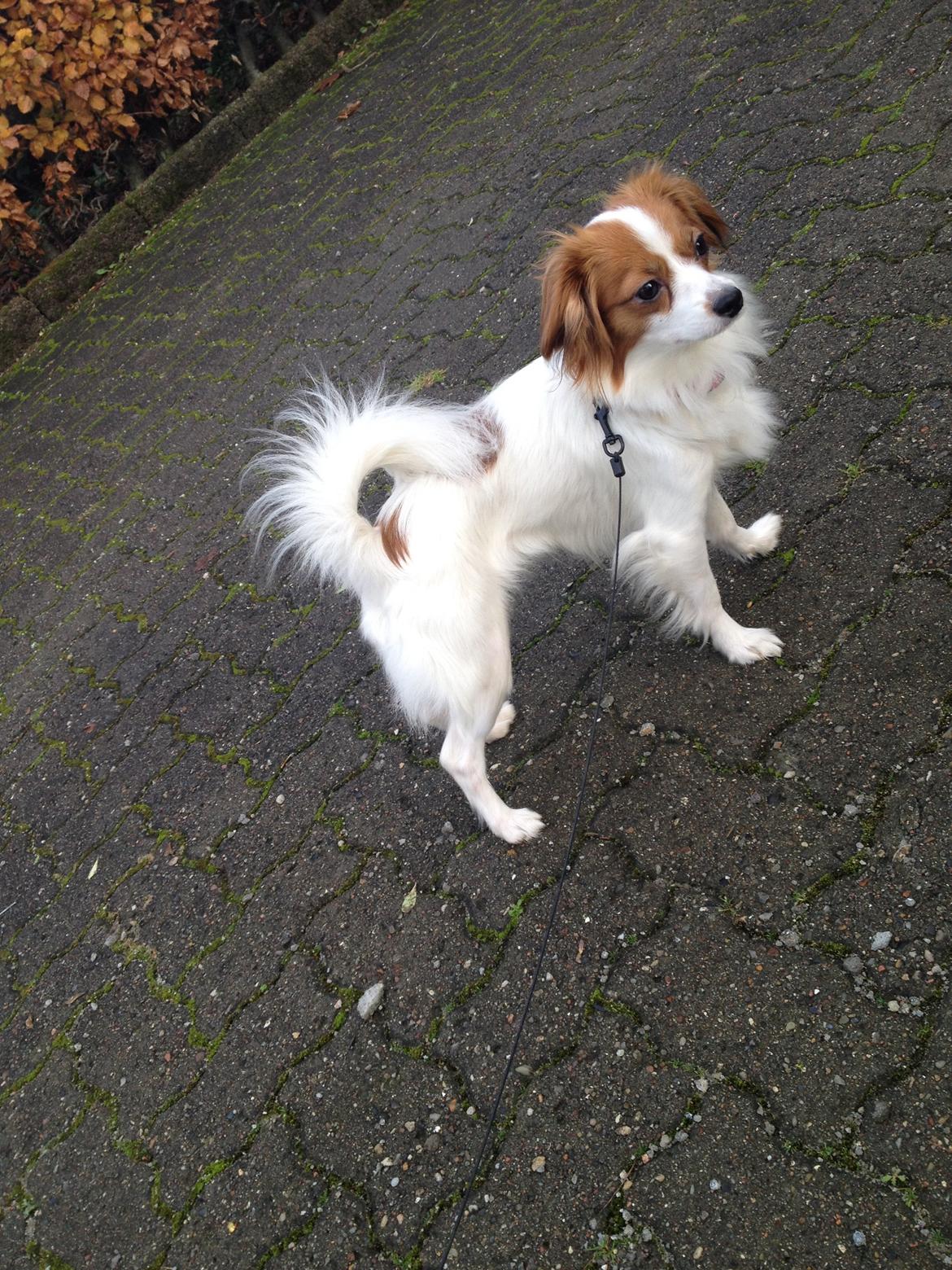 Phalene Diva billede 15