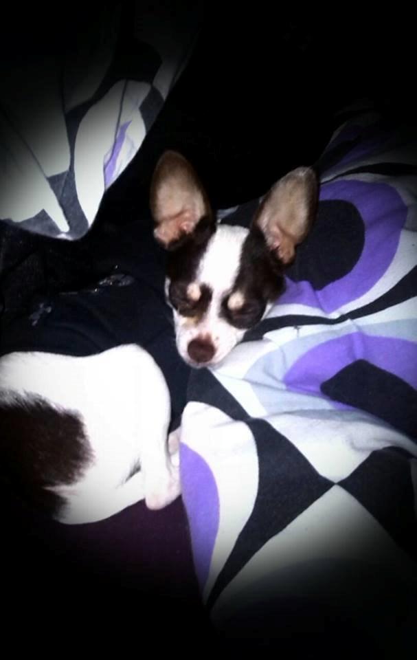 Chihuahua Robin billede 7