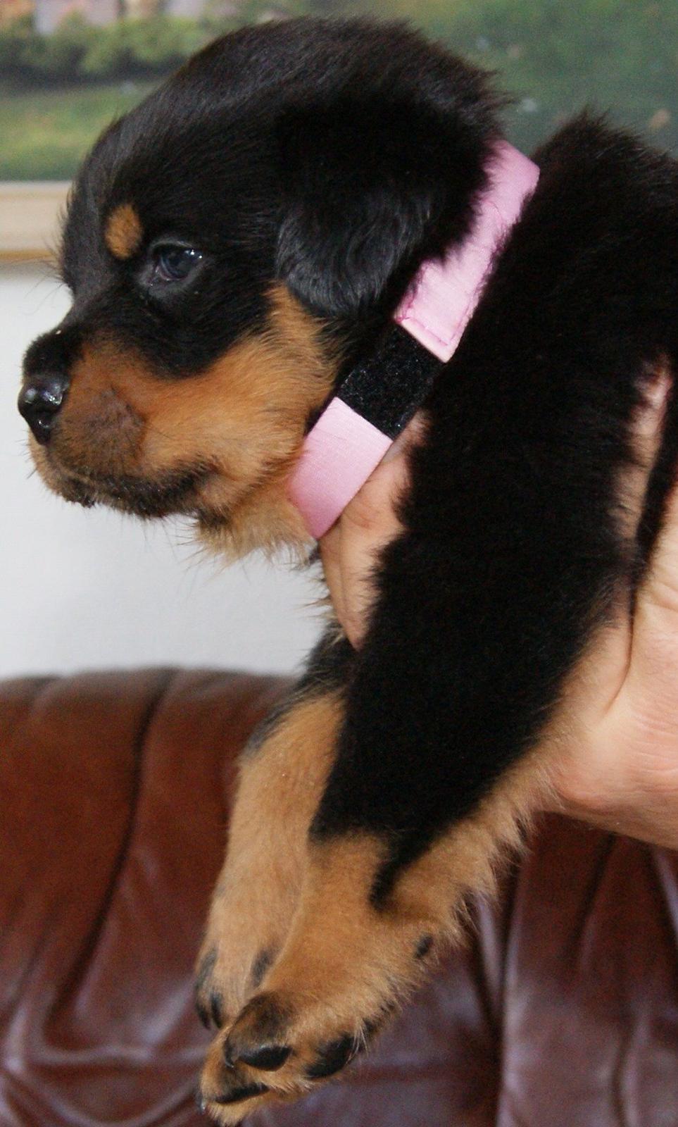 Rottweiler Vom Hause Desteny Katja (Chanel) billede 3