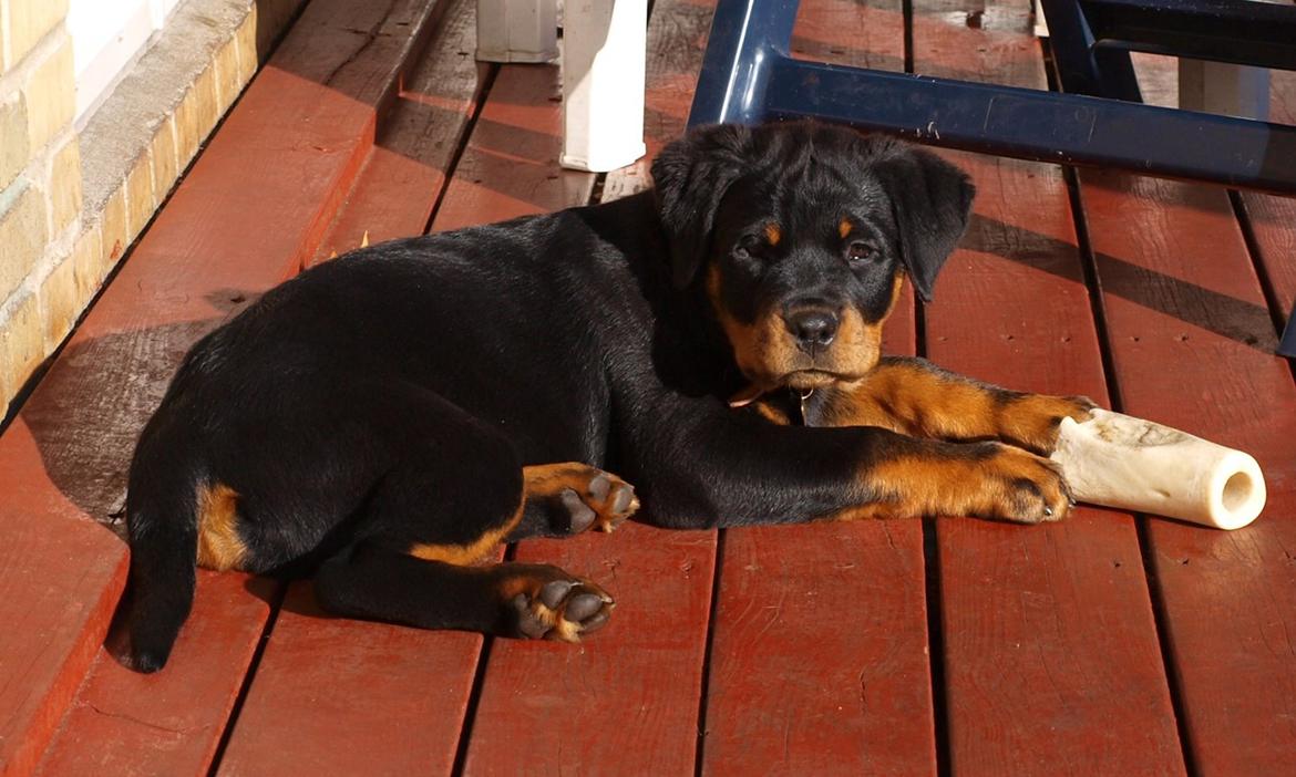 Rottweiler Vom Hause Desteny Katja (Chanel) billede 1