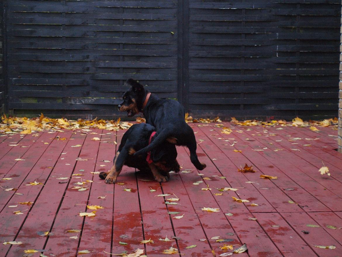 Rottweiler Vom Hause Desteny Katja (Chanel) billede 2