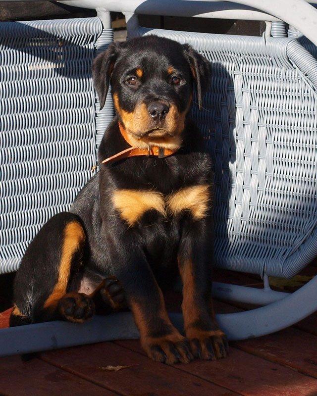 Rottweiler Vom Hause Desteny Katja (Chanel) billede 5