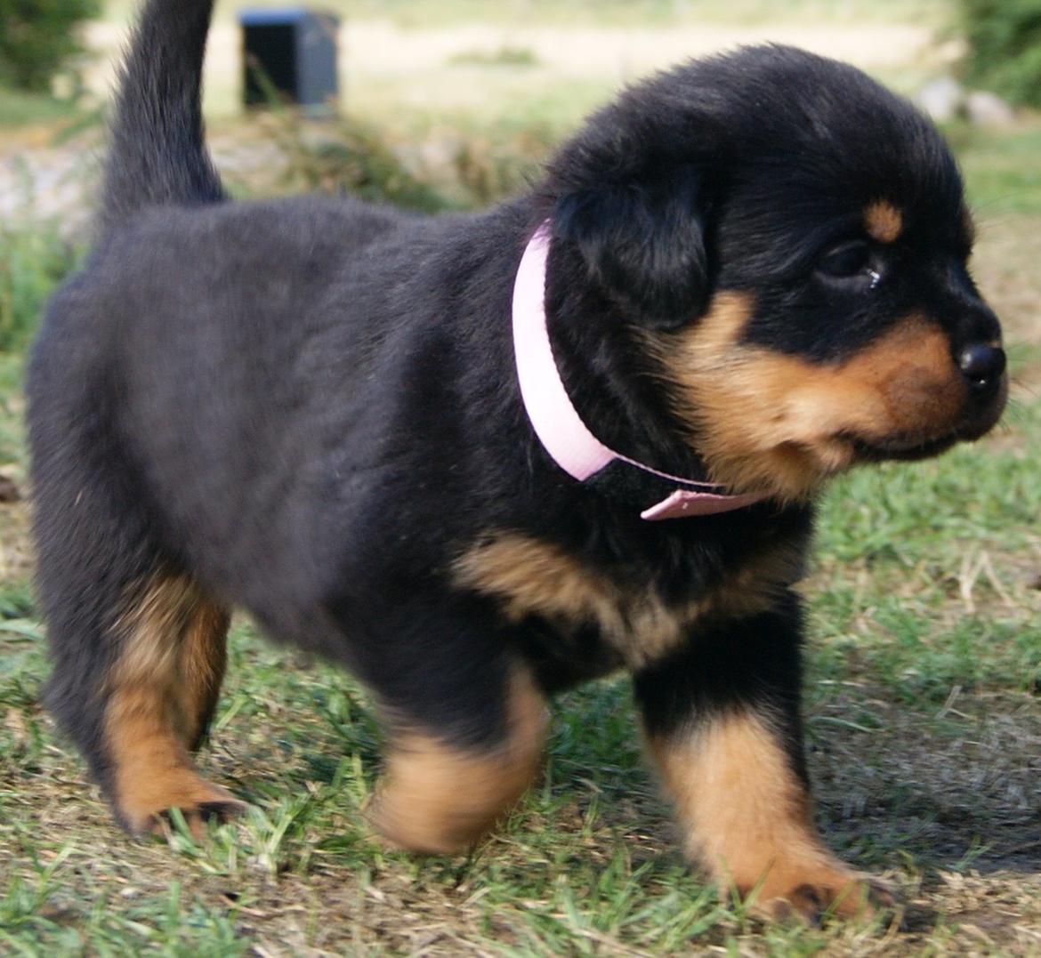 Rottweiler Vom Hause Desteny Katja (Chanel) billede 6