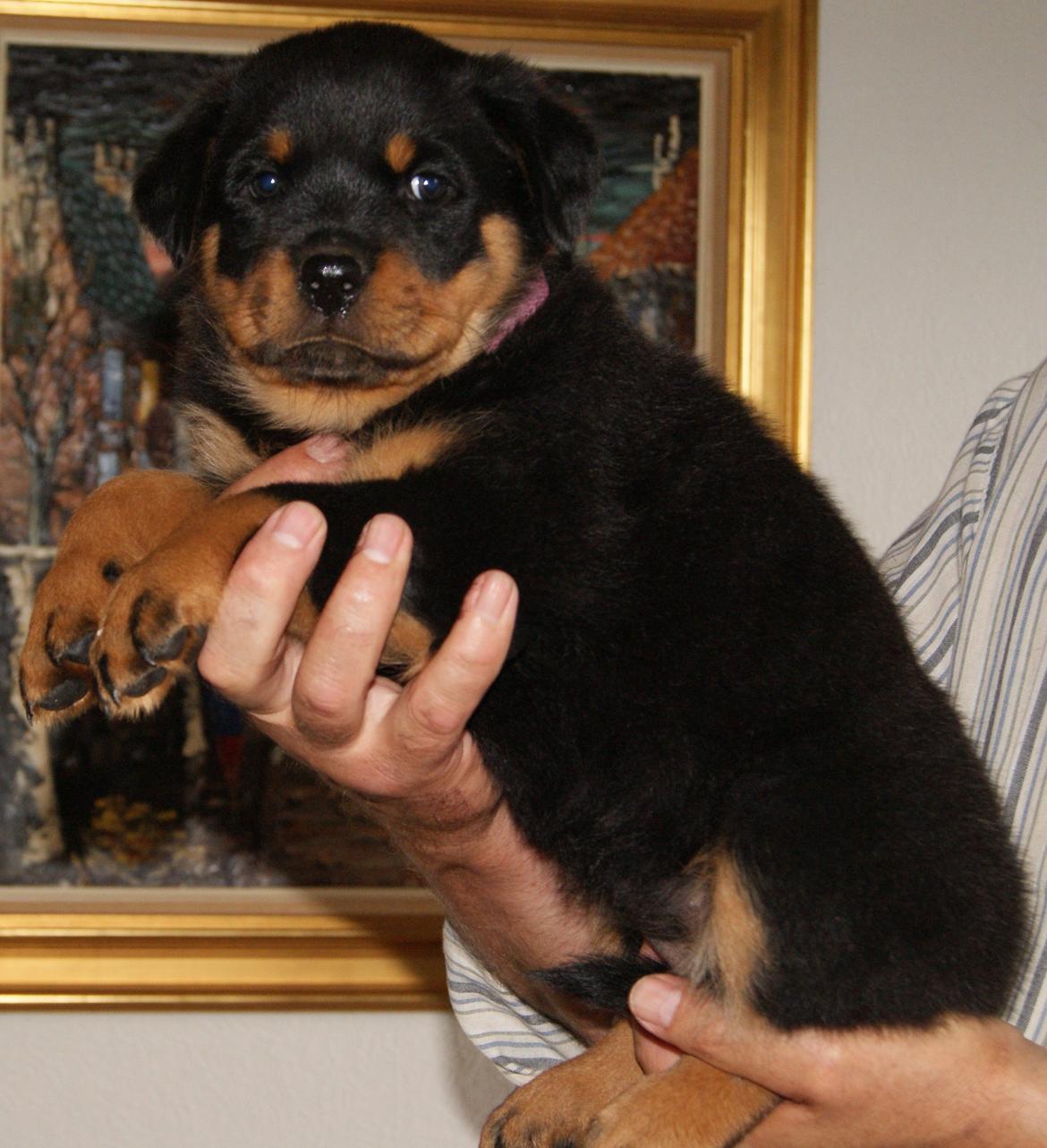Rottweiler Vom Hause Desteny Katja (Chanel) billede 7