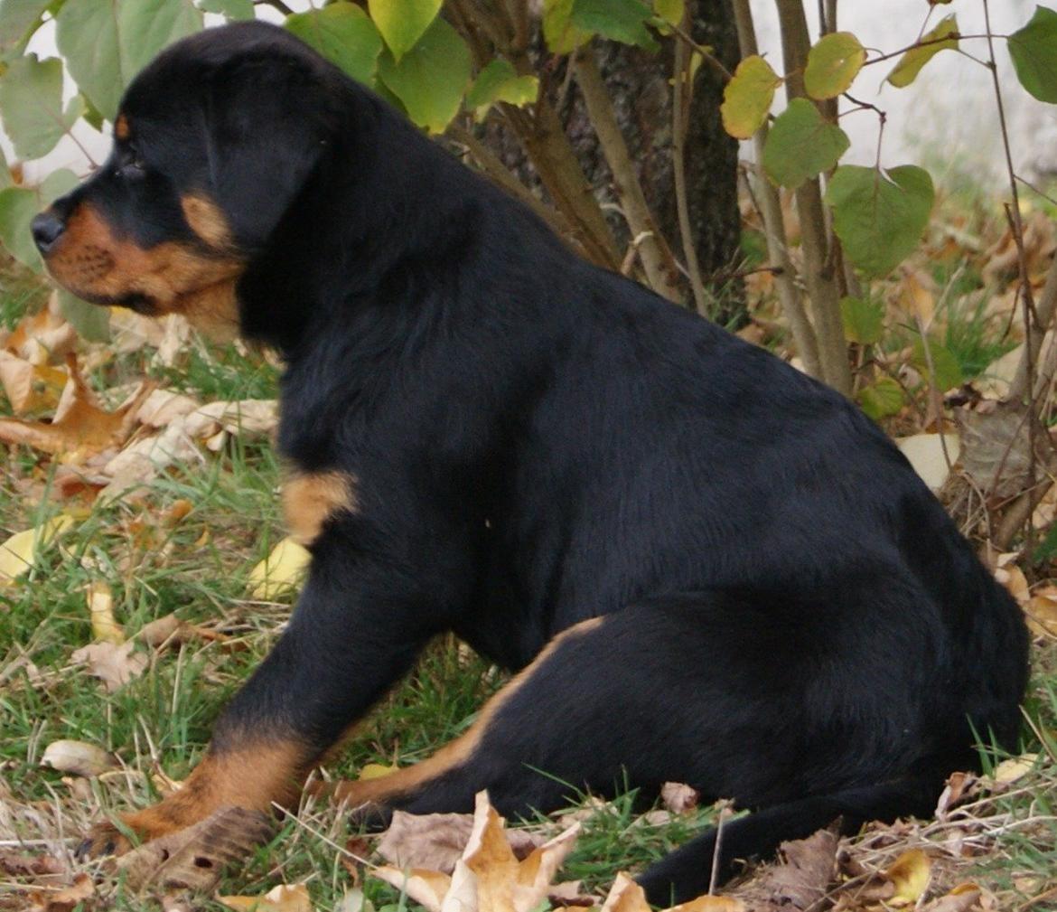 Rottweiler Vom Hause Desteny Katja (Chanel) billede 8