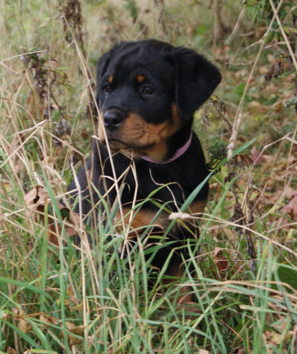 Rottweiler Vom Hause Desteny Katja (Chanel) billede 9