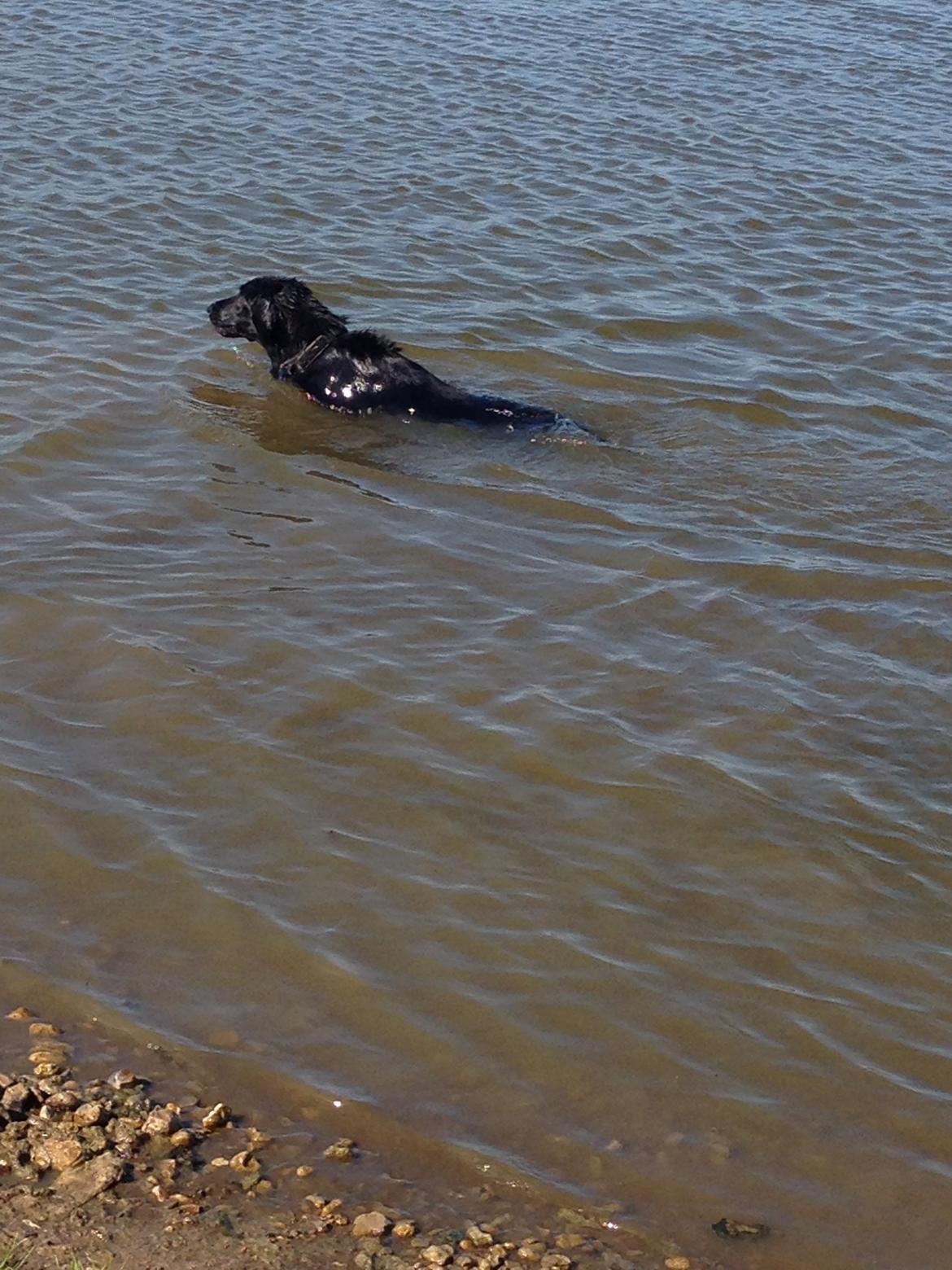 Flat coated retriever Walther billede 7