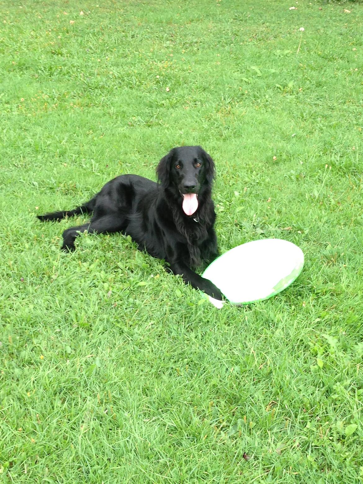 Flat coated retriever Walther billede 8