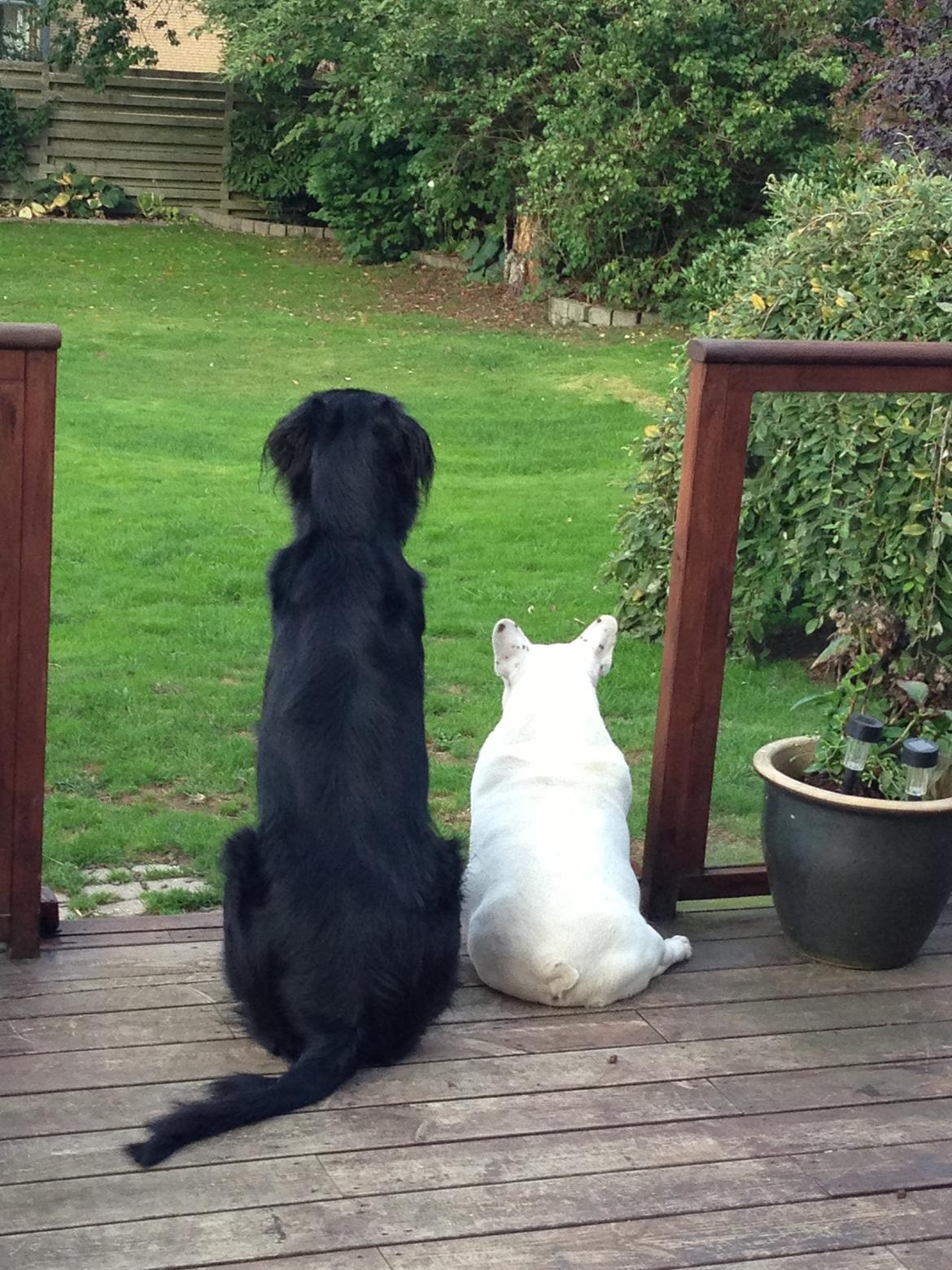 Flat coated retriever Walther billede 9