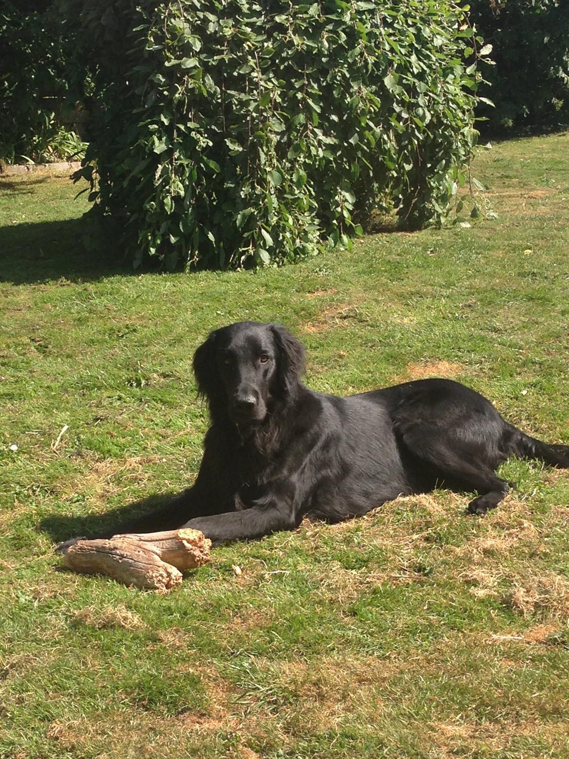 Flat coated retriever Walther billede 10