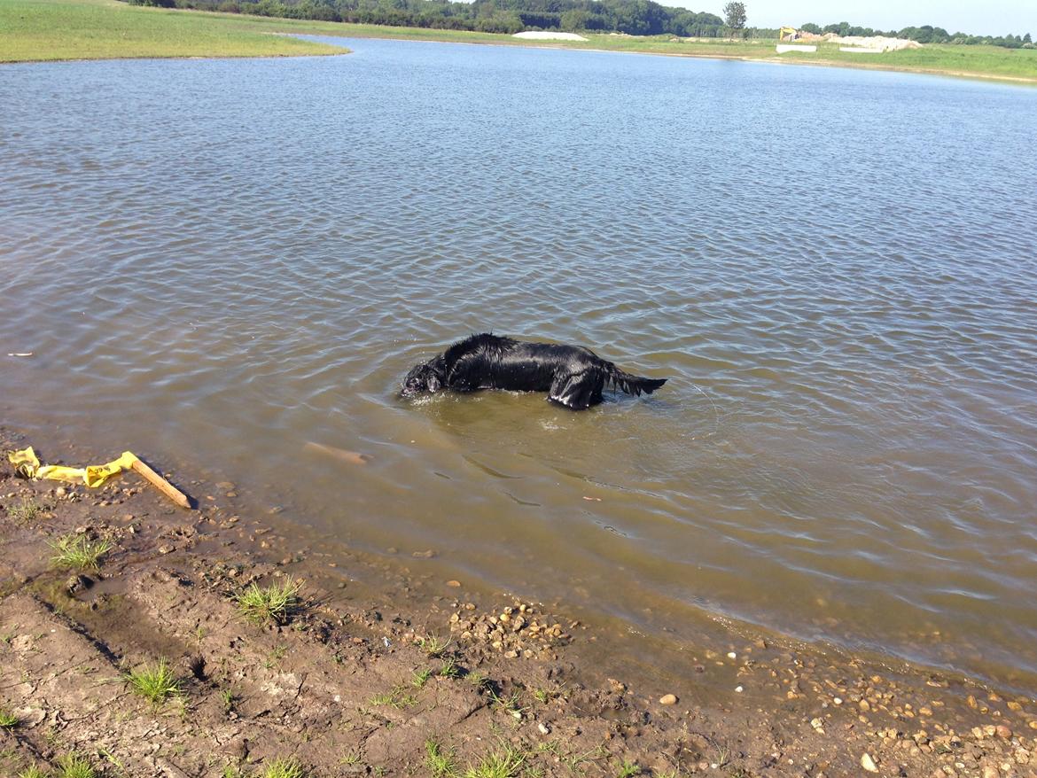 Flat coated retriever Walther billede 11