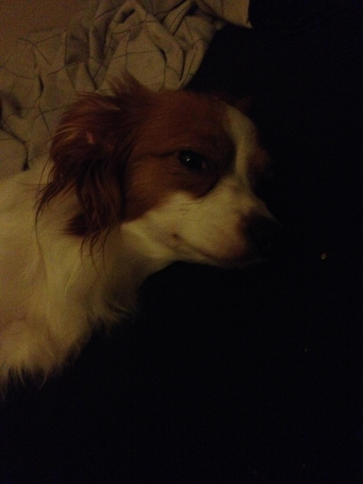 Phalene Diva billede 16