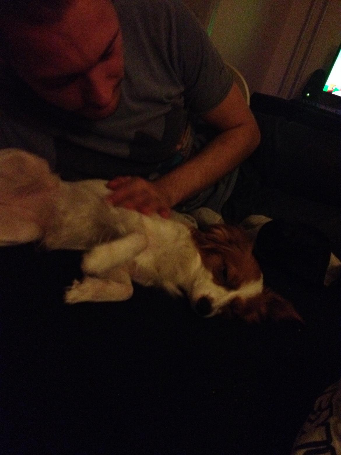 Phalene Diva billede 17