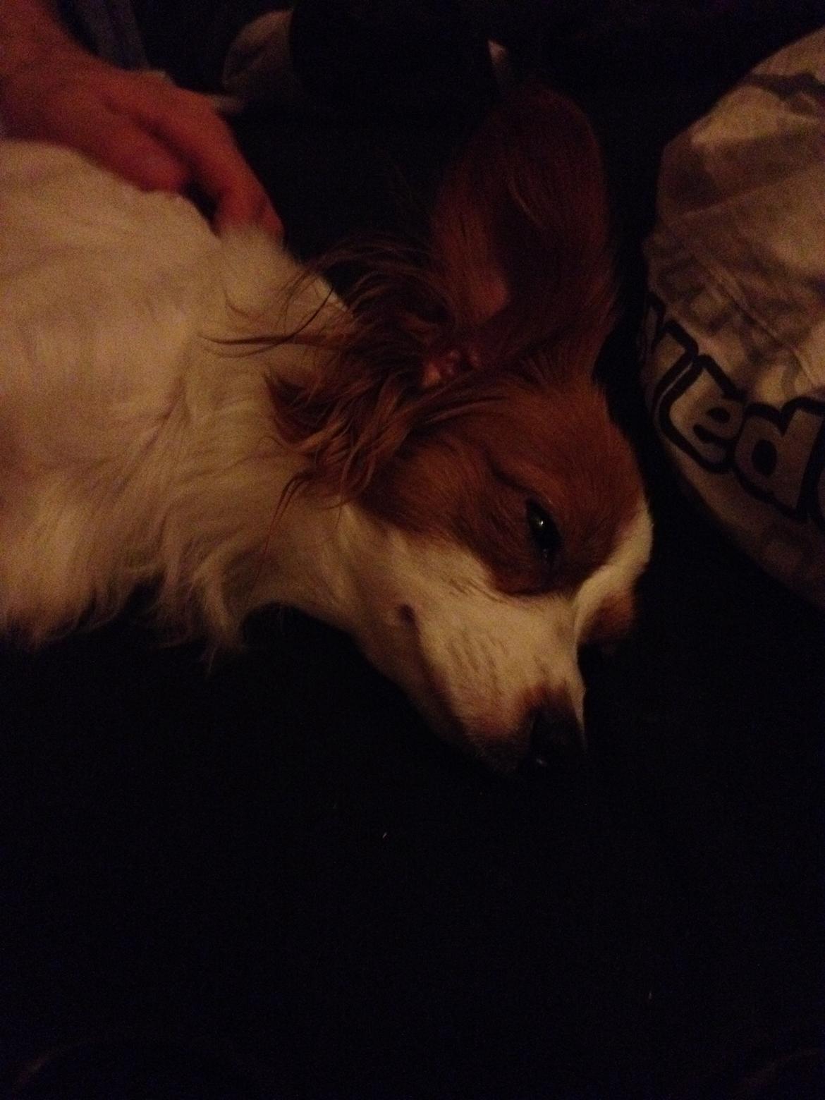 Phalene Diva billede 18