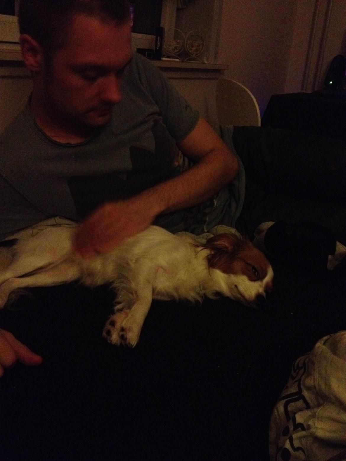 Phalene Diva billede 22