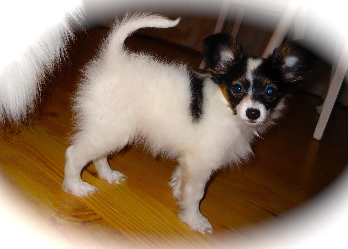 Papillon Flowerbirds Zia Be My Beauty billede 37