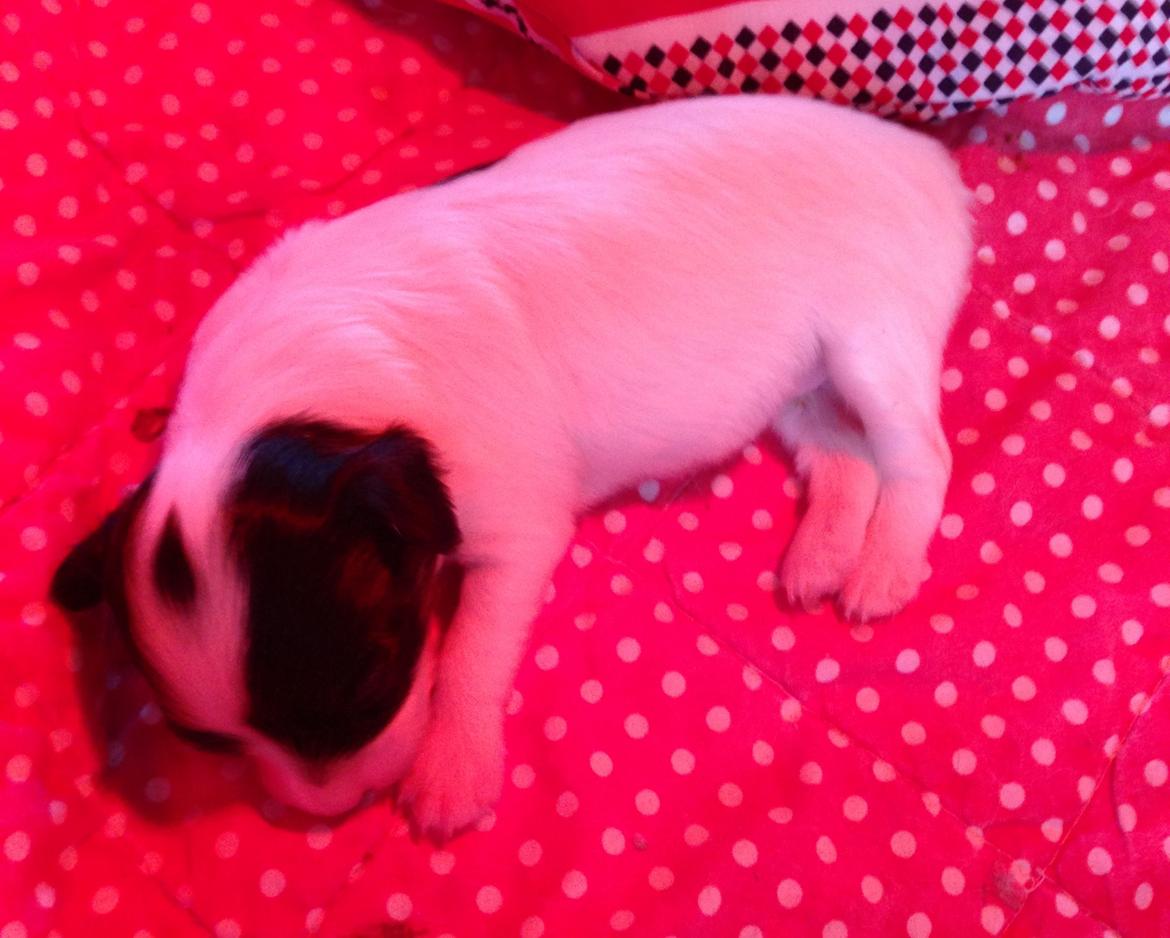 Papillon Flowerbirds Zia Be My Beauty - Zia ca. uge 1. (billede fra opdrætter) billede 50